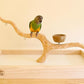Deluxe Tabletop Perfect Tree (with Bowl) - Tree Stand for Parakeets and Small Parrots