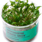 Ultum Nature Systems Cryptocoryne Wendtii Green Tissue Culture Live Plant for Aquarium, Aquascape, Freshwater Fish Tanks - 100% Snail Free in Vitro