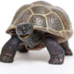 Safari Ltd. Tortoise Baby Figurine - Detailed 5.5" Plastic Model Figure - Fun Educational Play Toy for Boys, Girls & Kids Ages 18M+
