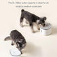 HomeRunPet Silent Cat Water Fountain, 68 oz/2L, Pet Fountain Wireless Pump, Dog Water Dispenser, Dual Mode, Quick Assembly & Easy-Clean, Filters Included