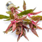 Live Aquarium Red Stem Plants - Freshwater Aquatic Plant for Fish Tanks, Aquascaping - (Alternanthera Reineckii, 4 Bunches)