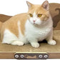 Cat Scratcher Couch Cat Scratching Bed Large Cat Scratcher Bed Cat Lounge Bed Scratching Pad for Indoor Cats