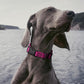 Dogline Biothane Waterproof Dog Collar with Quick Release Buckle Strong Coated Nylon Webbing with Odor- Proof for Easy Care Easy to Clean Fits Small Medium Large Dogs, Magenta Pink 3/4" W 12-19" L