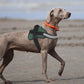 Bolux Dog Harness, No-Pull Reflective Dog Vest, Breathable Adjustable Pet Harness with Handle for Outdoor Walking - No More Pulling, Tugging or Choking (Dark Green, M)