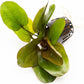 Echinodorus Reni Sword Live Plant for Freshwater Aquariums, Natural Fish Tank Decorations, and Aquatic Decor (1 Pot (2-3 Plants))