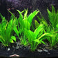 3 Aquatic Plants Bundle | Live Plants for Freshwater Aquariums (3 X Amazon Sword Plants)