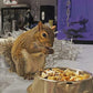 Squirrel Complete (1.75 lb.) - Healthy Natural Food - Nutritionally Complete Diet for Pet & Captive Squirrels - Ground, Grey, and Flying Squirrels, & Chipmunks