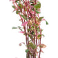 Live Aquarium Red Stem Plants - Freshwater Aquatic Plant for Fish Tanks, Aquascaping - (Ludwigia Natans Super, 1 Bunch)