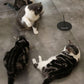 Weighted Base (Interactive Bird Simulation Cat Toy)