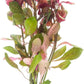 Live Aquarium Stem Plants - Freshwater Aquatic Plant for Fish Tanks, Aquascaping - (Diamond Ludwigia Peruensis, 4 Bunches)