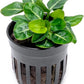 Anubias Live Aquarium Plants - Potted Freshwater Plant for Fish Tanks, Terrariums - Beginner Friendly Low Light (Giant Stardust, 1 Pot)