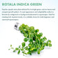Live Plant - Rotala Indica Green - Easy Care, Moderate Light, Bright Green Accent, Freshwater Aquatic Plant for Aquascaping - Lead Bunch