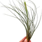 Air Plants - Tillandsia Juncea, Jumbo 8-12" - 1ct - Live Arrival Guaranteed - House Plants for Home Decor & Gift