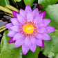 Mainam Nymphaea King Blue Live Aquarium Plant Tropical Water Lilies Tuber for Freshwater Fish Pond Balcony