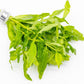 Live Plants - Japanese Cress (Cardamine lyrata) - Medium to High Light, Bright Green Accent for Midground to Background Freshwater Aquarium Aquascaping - Pot