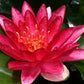 Live Hardy Water Lily Tubers Rhizomes Bulb Seed Nymphaea Aquatic Pond Plants Water Gardens Pre-Grown Flower in White Pink Red Yellow Orange Blue Purple (1, Red Hardy Pond Lily)