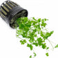 Live Aquarium Stem Plants - Freshwater Aquatic Plant for Fish Tanks, Aquascaping - (Diamond Ludwigia Peruensis, 1 Bunch)