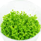 Micranthemum Monte Carlo Compact Tissue Culture Vitro Cup Freshwater Carpet Live Aquarium Plants Decoration BUY2GET1FREE