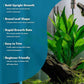 Live Plant - Nomaphila Stricta - Easy Care, Moderate to High Light, Green Accent, Freshwater Aquatic Plant for Aquascaping - Lead Bunch