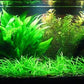 Potted Live Aquarium Plants | Freshwater Aquatic Plants for Aquariums (Amazon Sword)