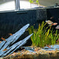 Natural Slate Stone Rocks 2 to 4 inch Aquariums Stone for Aquascaping,Terrariums,Reptile Enclosures,Paludariums, and Gardens-5lb