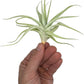 Live Air Plants - Tillandsia Albida 3-5" - 1ct – ragnaroc Live Indoor Plant - Live Arrival Guaranteed - House Plants for Home Decor & Gift