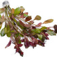 Live Aquarium Stem Plants - Freshwater Aquatic Plant for Fish Tanks, Aquascaping - (Diamond Ludwigia Peruensis, 4 Bunches)