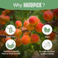 HANDPICK, Peach Tea Bags (80 Count) Non-GMO, Caffeine-Free - Peach, Hibiscus, Cinnamon, Cloves, Ginger | Floral & Refreshing Herbal Tea Bags, Brew Iced Tea or Hot Tea