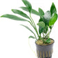 Anubias Live Aquarium Plants - Potted Freshwater Plant for Fish Tanks, Terrariums - Beginner Friendly Low Light (Congensis, 1 Pot)
