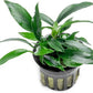 Anubias Live Aquarium Plants - Potted Freshwater Plant for Fish Tanks, Terrariums - Beginner Friendly Low Light (Chili Jalapeno, 1 Pot)