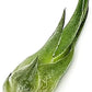 Air Plants - Tillandsia Seleriana, Large 4-6" - 1ct - Live Arrival Guaranteed - House Plants for Home Decor & Gift