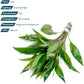Live Plant - Nomaphila Stricta - Easy Care, Moderate to High Light, Green Accent, Freshwater Aquatic Plant for Aquascaping - Lead Bunch