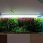 Java Fern Live Aquarium Plants - Potted Freshwater Plant for Fish Tanks - Beginner Friendly, Low Light (Windelov, 1 Pot)