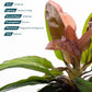 Live Plants - Echinodorus ‘Red Rubin’ (Echinodorus sp.) - Medium to High Light, Red Green, Midground to Background, Freshwater Aquascaping Aquatic Plant - Pot