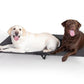 K&H Pet Products Outdoor Elevated Dog Cot, Breathable Cooling Elevated Cot Hammock Pet Bed for XL Dogs, Washable Mesh Cover, Raised Metal Frame, Collapsible, Portable - Jumbo 56 X 38in Charcoal