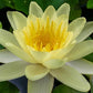 Live Hardy Water Lily Tubers Rhizomes Bulb Seed Nymphaea Aquatic Pond Plants Water Gardens Pre-Grown Flower in White Pink Red Yellow Orange Blue Purple (1, Yellow Hardy Pond Lily)