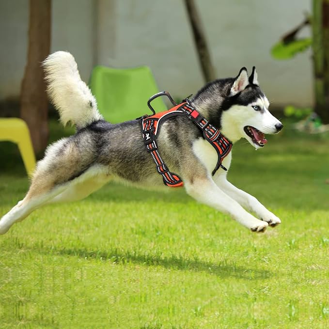 PoyPet No Pull Dog Harness, No Choke Front Clip Reflective Dog Vest with Soft Padded Vertical Handle, 3 Leash Attachments for Small Medium Large Dogs (Orange,L)