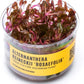 Ultum Nature Systems Alternanthera Reineckii Rosaefolia Red Stem Tissue Culture Live Plant for Aquarium, Aquascape, Freshwater Fish Tanks - 100% Snail Free in Vitro