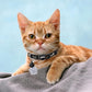Personalized Breakaway Cat Collars Glow-in-The-Dark with ID Tag, Bell - Safety Quick - Release, Customizable for Female Male Kittens & Cats (Black)