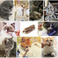 20 PCS Cat Catnip Sticks Natural Matatabi Silvervine Sticks - Cleaning Teeth Molar Tools Kitten Chew Toy Natural Catnip Cats Toy