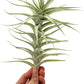 Live Air Plants - Tillandsia Albida 7-12" - 2ct – ragnaroc Live Indoor Plant - Live Arrival Guaranteed - House Plants for Home Decor & Gift