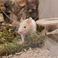 5L Forest Moss for Hamster Syrian Gerbils Bedding, Natural Moss Perfect for Potted Plants, Terrariums, Reptile Tanks and Live Creature Projects