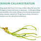 Crinum Calamistratum Live Aquarium Plant – African Onion Plant, Slow-Growing Freshwater Aquatic w/Curly Green Leaves for Planted Tanks, Background or Midground Tank Placement - Bulb