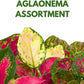 BubbleBlooms Aglaonema Assortment 2 inch Set of 4