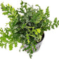Mini Bolbitis Baby Leaf - Live Aquarium Plant for Fish Tank Decorations (1 Pot)