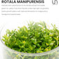 Ultum Nature Systems Live Tissue Culture - Rotala Manipurensis - Advanced - High Light - Orange-Pink Accent - Midground to Background - 100% Snail Free Grown in-Vitro - Regular Cup
