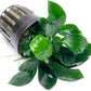 Anubias Live Aquarium Plants - Potted Freshwater Plant for Fish Tanks, Terrariums - Beginner Friendly Low Light (Barteri Broad Leaf, 1 Pot)
