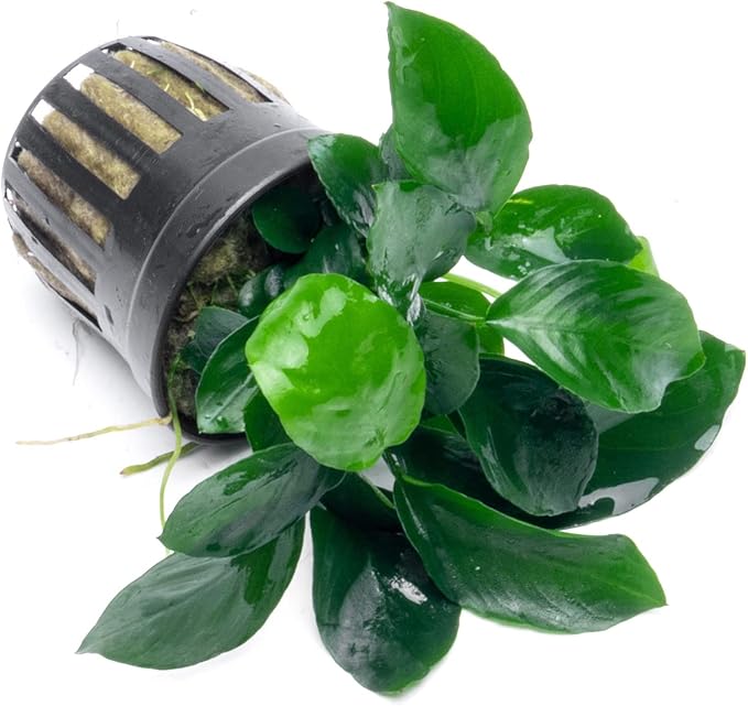Anubias Live Aquarium Plants - Potted Freshwater Plant for Fish Tanks, Terrariums - Beginner Friendly Low Light (Barteri Broad Leaf, 1 Pot)