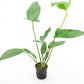 Anubias Live Aquarium Plants - Potted Freshwater Plant for Fish Tanks, Terrariums - Beginner Friendly Low Light (Hastifolia, 1 Pot)