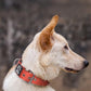 TSPRO Tactical Dog Collar 1.5 Inch Wide Thick Dog Collars with Heavy Duty Metal Buckle, Durable, Strong, Adjustable for Medium to Large Dogs (Orange L)